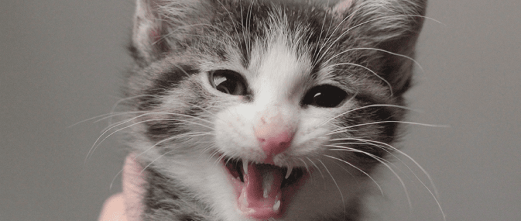 chat gris miaule